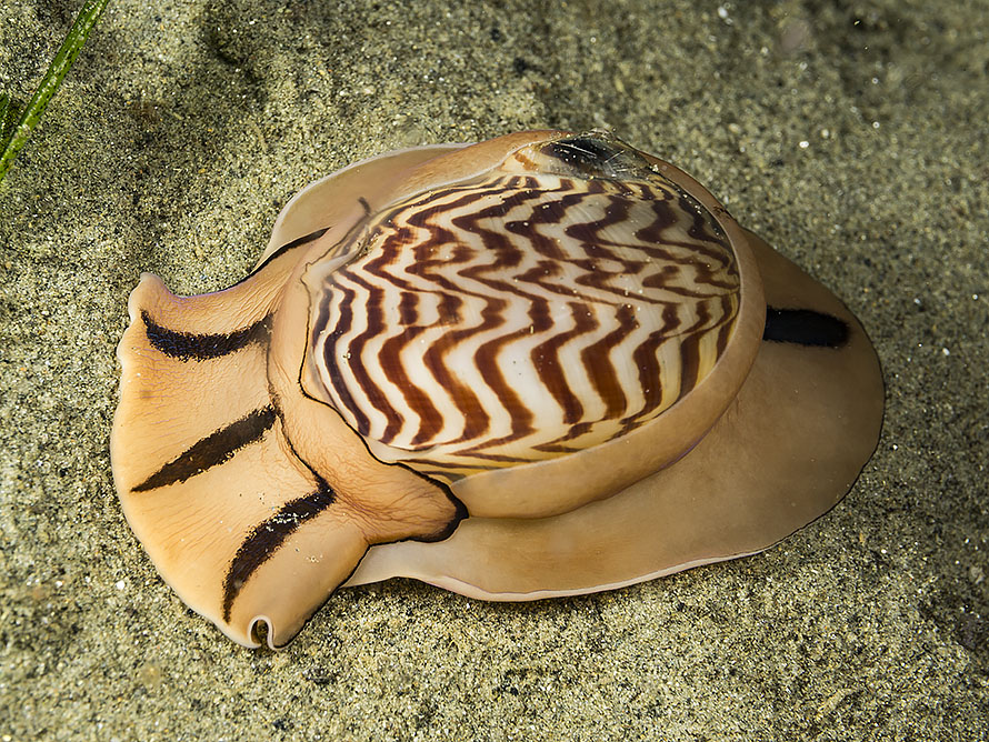 Tanea undulata